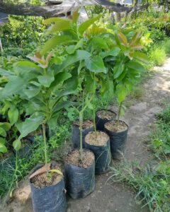 Cara Mudah Menanam Alpukat di Rumah