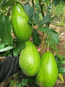 Cara Mudah Menanam Alpukat di Rumah