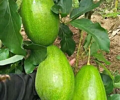 Cara Mudah Menanam Alpukat di Rumah