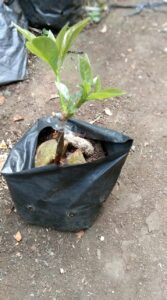 Cara Mudah Menanam Alpukat di Rumah