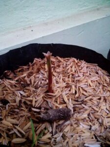 Cara Mudah Menanam Alpukat di Rumah