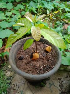 Cara Mudah Menanam Alpukat di Rumah