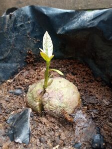 Cara Mudah Menanam Alpukat di Rumah