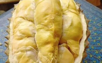 Memilih Durian yang Manis