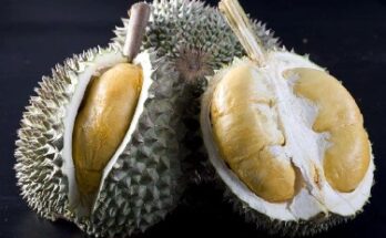 Durian Black Horn