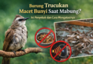 Burung Trucukan Macet Bunyi Saat Mabung? Ini Penyebab dan Cara Mengatasinya